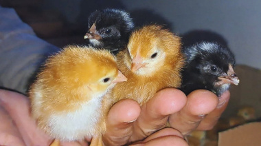 El INTA El Colorado marca un hito en genética avícola