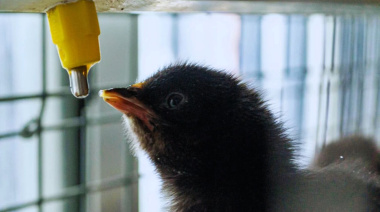 Aíslan un probiótico clave para la salud de los pollos