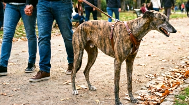 Galgos en Argentina: un símbolo de resiliencia y protección animal