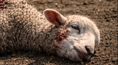 Perros asilvestrados mataron más de 100 corderos en una escuela agrotécnica fueguina