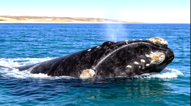 El rol del veterinario en la conservación de los cetáceos