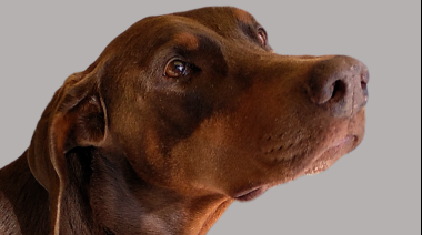 San Luis refuerza la protección a los animales y al personal de la salud