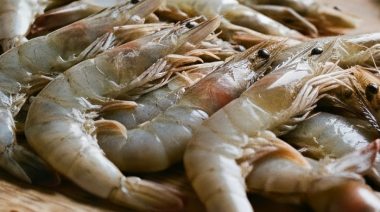 Transforman descartes de langostinos en proteína para balanceados
