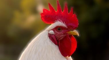 Confirman IAAP H5 en aves comerciales de Buenos Aires