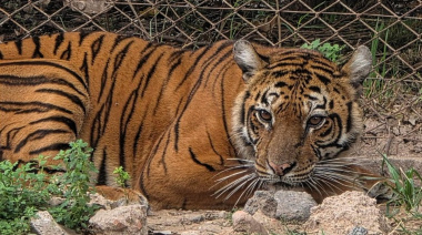 Comenzó el traslado de los animales del ex Zoo de Luján a santuarios de Europa