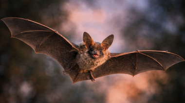El rol epidemiológico de los quirópteros en el ciclo de la rabia