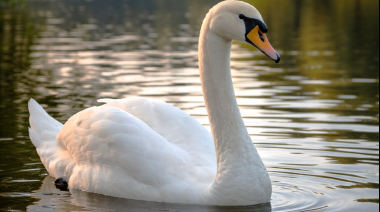 Uruguay declara la emergencia sanitaria por Influenza Aviar