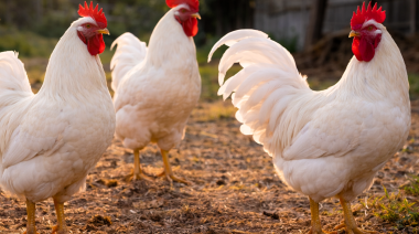 Detectan en Buenos Aires un nuevo caso de influenza aviar en aves comerciales