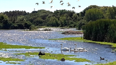 Reserva Ecológica Costanera Sur: Detectan influenza aviar H5 en aves silvestres