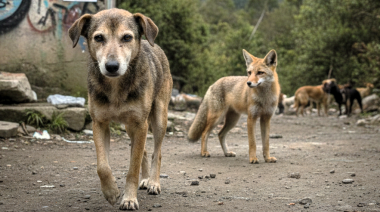 ¿Por qué el moquillo canino sigue ganando la batalla en Sudamérica?
