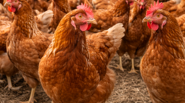 IAAP H5 en Córdoba: SENASA activa el protocolo sanitario