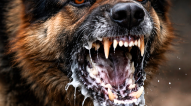 Alerta en Chaco: confirman un caso de rabia canina en Machagai