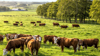 Más eficiencia, menor impacto ambiental: la apuesta ganadera del INTA