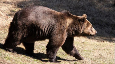 Los osos Gordo y Florencia y la tigresa Flora ya están en santuarios