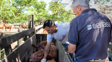 Fiebre aftosa: productores podrán elegir veterinarios privados para vacunar desde 2027