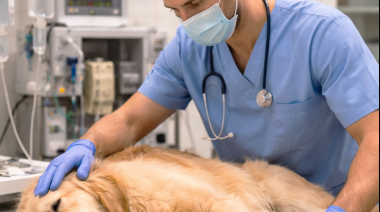 Muerte perianestésica en pequeños animales: qué dice la evidencia y cómo prevenirla