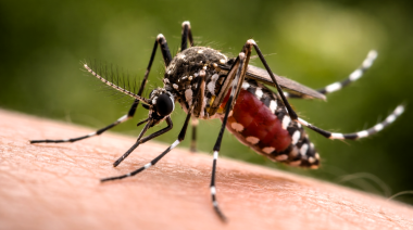 Fiebre amarilla: la OPS advierte sobre transmisión sostenida en Sudamérica