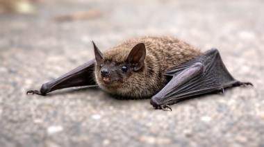 Confirman rabia en un murciélago en Castelar