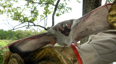 Refuerzan controles por rabia paresiante en bovinos en Corrientes