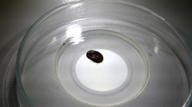 La UNNE fortalece el control de la garrapata del bovino con un servicio integral