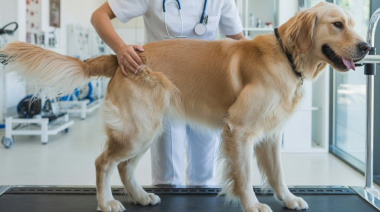 Rehabilitación veterinaria: de servicio emergente a eje clínico