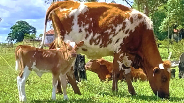 Criollo argentino: la resistencia a la garrapata lo posiciona como raza bovina clave
