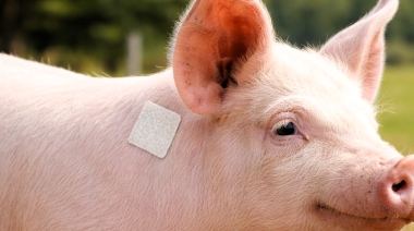 Parche biodegradable: ¿el futuro del alivio del dolor en porcinos?