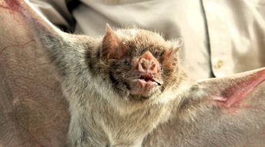 Confirman dos focos de rabia paresiante en bovinos en Corrientes y Misiones