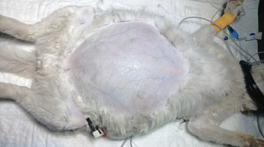 Documentan un caso inusual de echinococcosis quística abdominal en Chubut