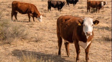 Una app permite evaluar la condición corporal del ganado con solo una foto