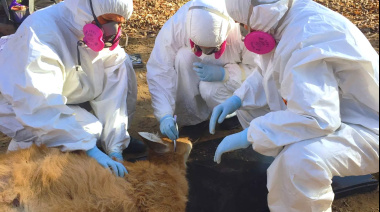 Detectan una bacteria zoonótica en ciervos de los pantanos y garrapatas del Delta