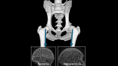 Osteoartritis canina: nuevos biomarcadores abren la puerta al diagnóstico precoz
