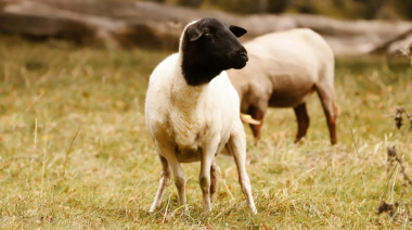 Confirman el primer caso de scrapie clásico en Argentina