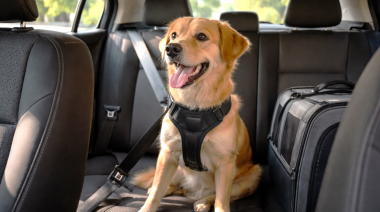 Animales de compañía en vehículos: riesgos, evidencias y desafíos