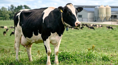 Ordeñe robotizado: cuando las vacas definen su propio ritmo