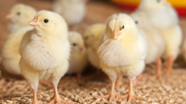 Menos antibióticos, más eficiencia: el potencial de los aditivos naturales