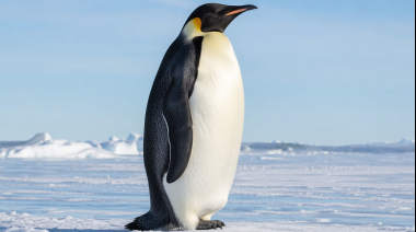 La UICN ha clasificado “en peligro” al pingüino emperador