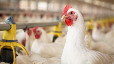 Argentina vuelve a ser país libre de influenza aviar