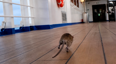 Hantavirus: una amenaza persistente que vuelve a encender alarmas en Argentina