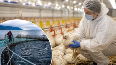 Científicos de Argentina y Chile buscan frenar virus que impactan en la producción animal