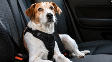 Santa Fe refuerza la protección de los animales de compañía