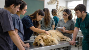 Investigan cómo estudian los futuros veterinarios