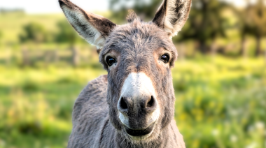 El merecido reconocimiento para un noble y tierno animal