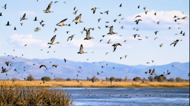 Aves migratorias: indicadores de la salud ambiental global