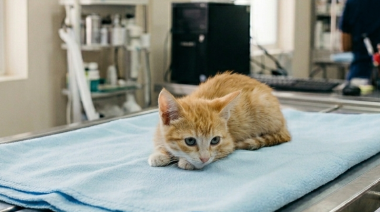 Panleucopenia felina: el agresivo virus que encendió las alarmas en Entre Ríos