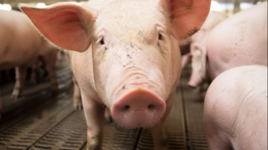 Triquinosis: el SENASA refuerza la alerta antes del invierno