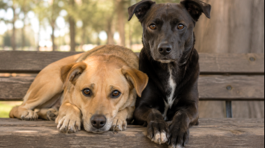 Día del Perro Sin Raza: salud, diversidad genética y vínculo humano-animal
