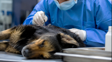 Peritaje veterinario forense: lanzan una capacitación pionera en el sur argentino