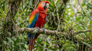 Día Mundial del Loro: el gran desafío veterinario detrás de las psitácidas