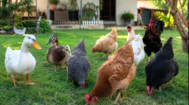 Senasa refuerza la vigilancia de influenza aviar en aves de traspatio